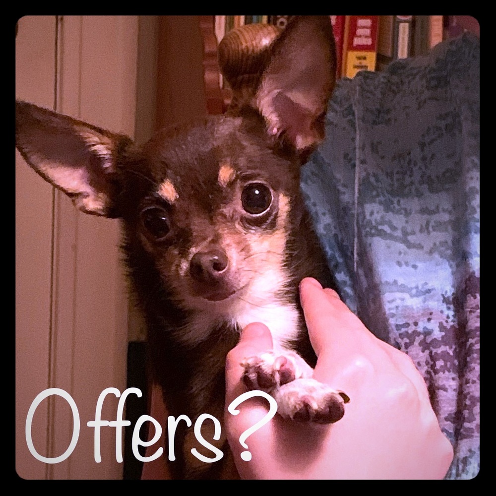 Offers? I’m all ears!! 🐶❤️☀️ - Picture 1 of 4